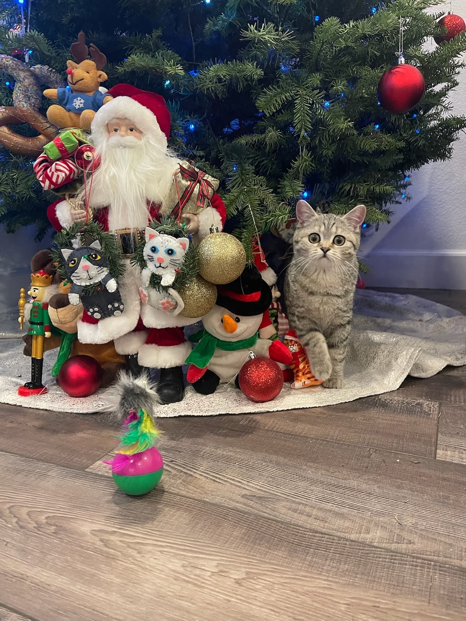 Scottish Fold kitten with folded ears