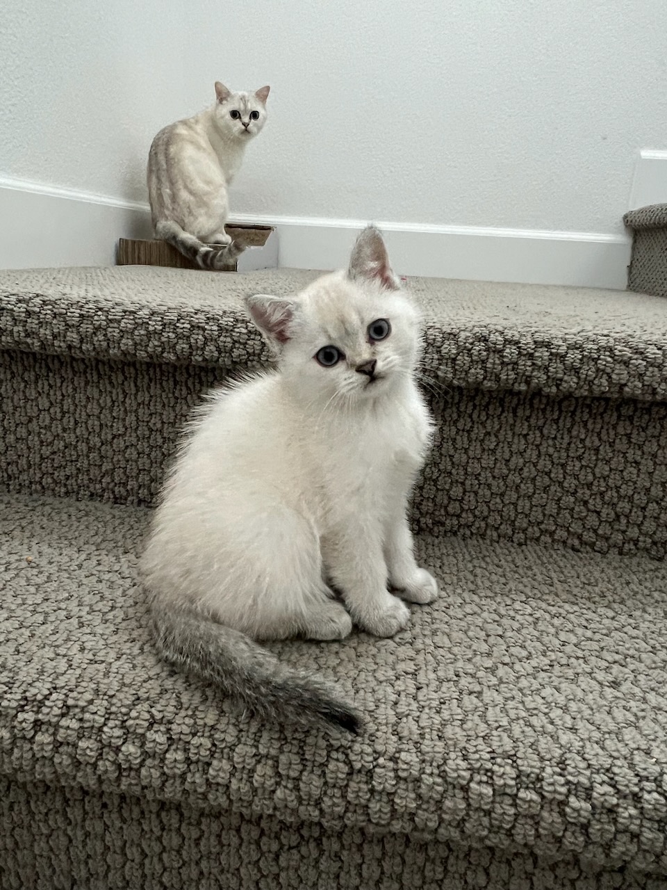 Scottish Straight kitten with upright ears