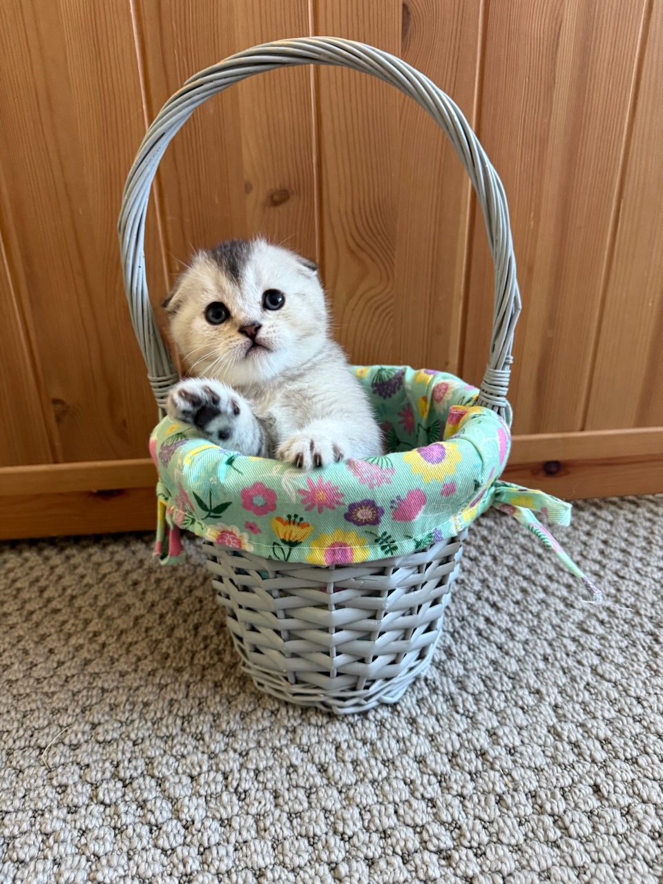 A fluffy Scottish kitten being gently held at our home