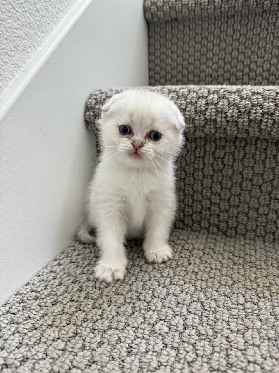 Scottish kitten being introduced to a new family