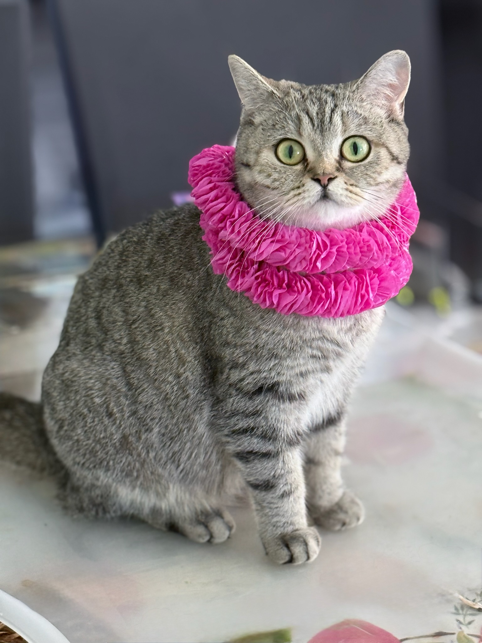 Busya, our silver tabby Scottish Straight queen