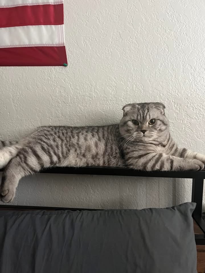 Marcel, our silver classic tabby Scottish Fold king, stretched out in afternoon sun